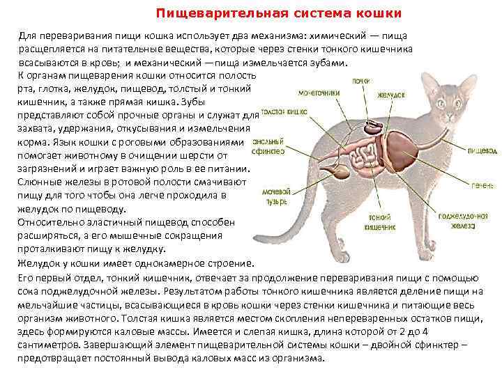 Анатомия кошки. скелет и внутренние органы кошки