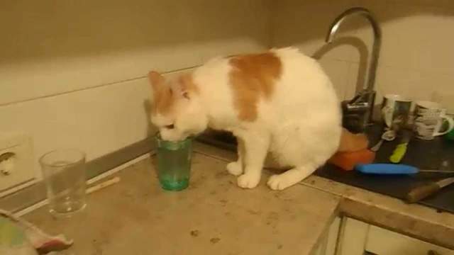 Котенок не пьет воду: почему и что делать?