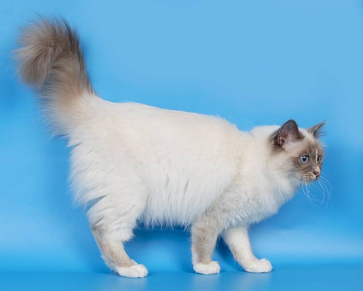 Британская длинношерстная кошка – англичанка в роскошном «манто»