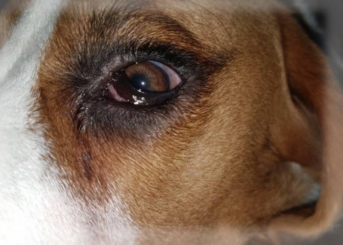 Выделения из глаз у собак (причины, патогенез, диагностика, лечение профилактика). почему у собаки слезятся глаза или появились выделения?
