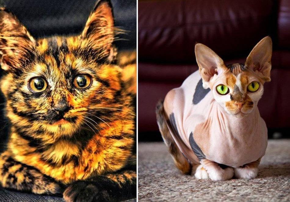 10 самых редких и необычных пород кошек