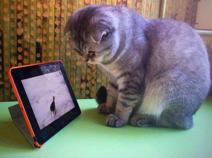 Игры и приложения для кошек на ipad