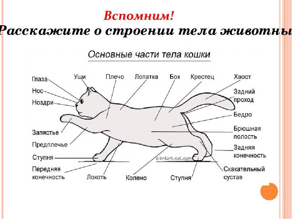 Анатомические особенности кошки