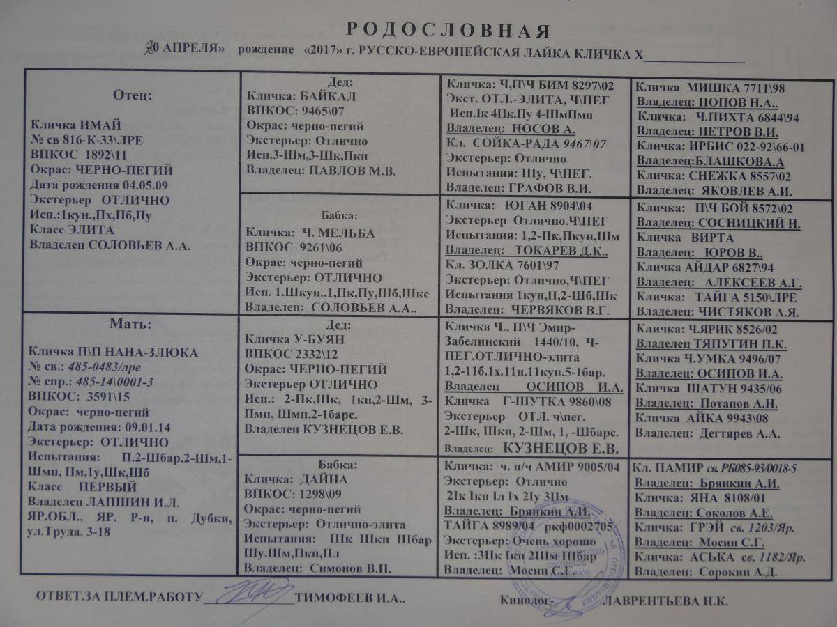 Лайка: русско-европейская группа и её особенности