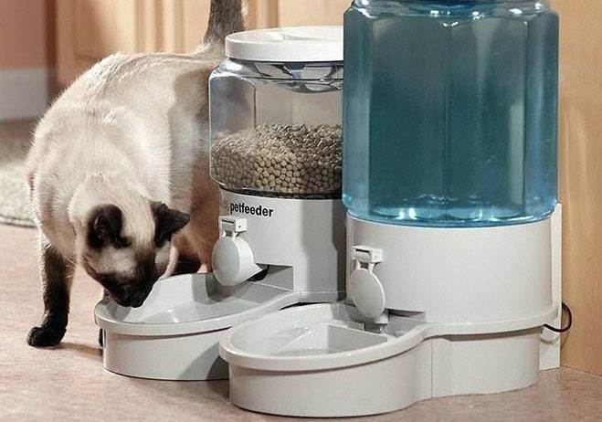 Чем кормить кошку после отравления: меню и рацион для реабилитации