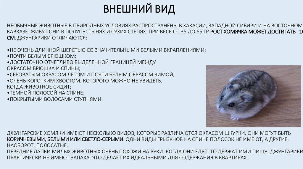 Джунгарский хомячок