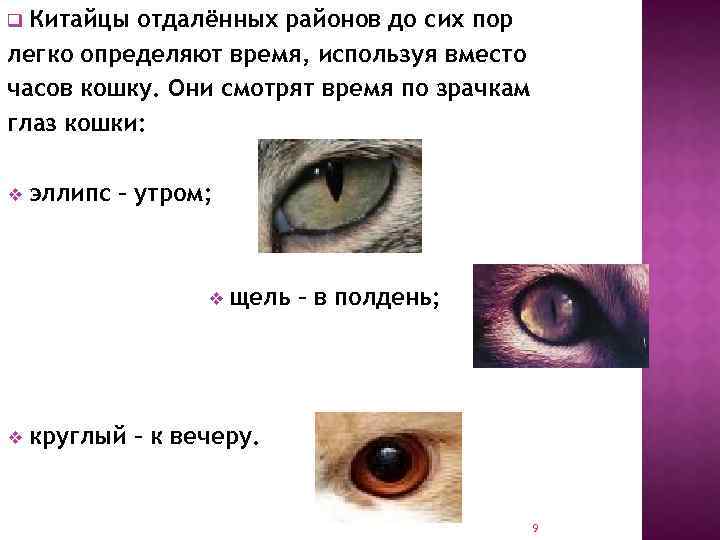 Анизокория: что это такое, причины, диагностика у взрослых, лечение, профилактика