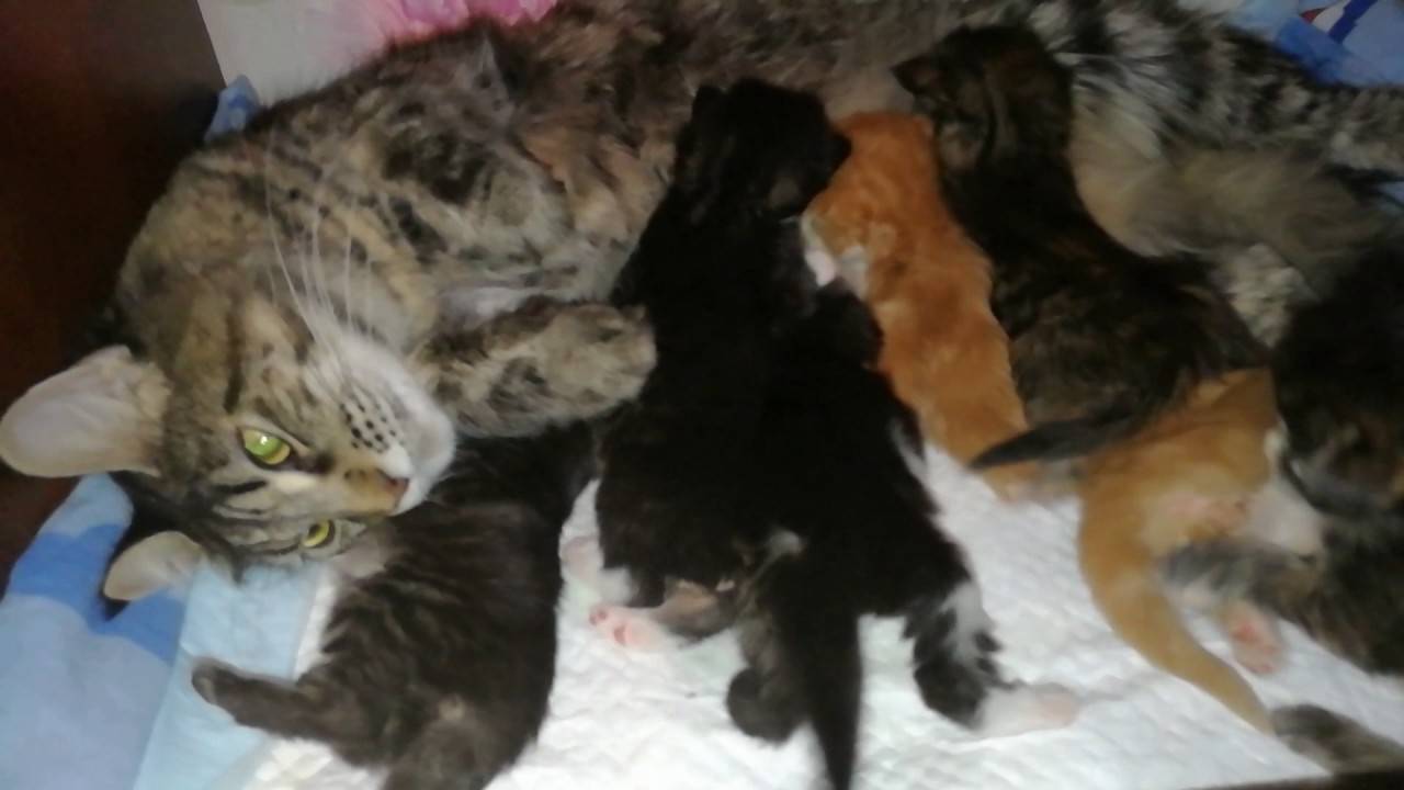 Мой опыт выхаживания новорожденных котят-сирот - кошки