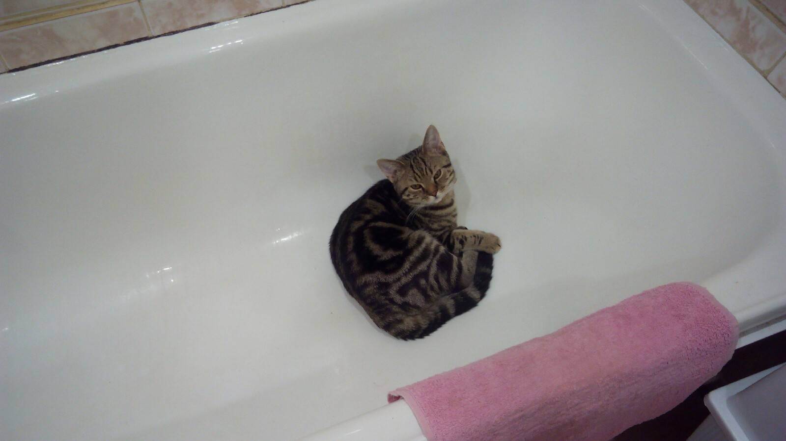 Как мыть кота без специального шампуня: чем можно помыть?