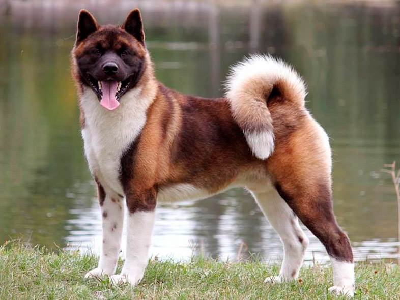 Американский стаффордширский терьер: все о собаке, характеристика и описание породы, фото