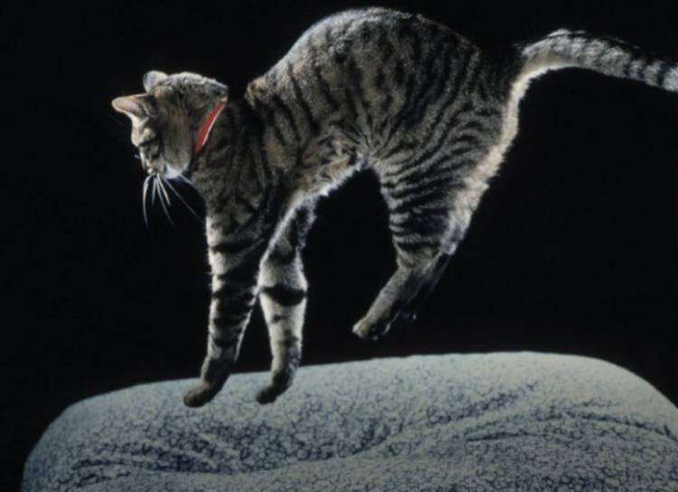 Почему кошки приземляются на 4 лапы. почему кошки всегда приземляются на лапы падая с высоты? чем опасна небольшая высота - меднаука