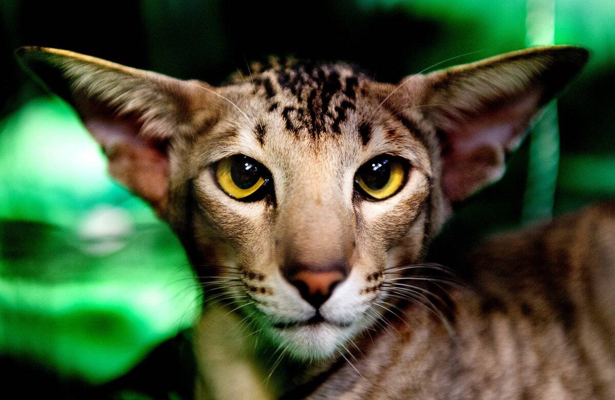 Самый редкий кот в мире фото и название