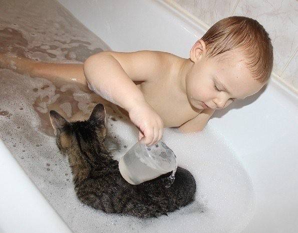 Когда купать кота. с какого возраста можно купать котят британцев? как правильно мыть в первый раз?