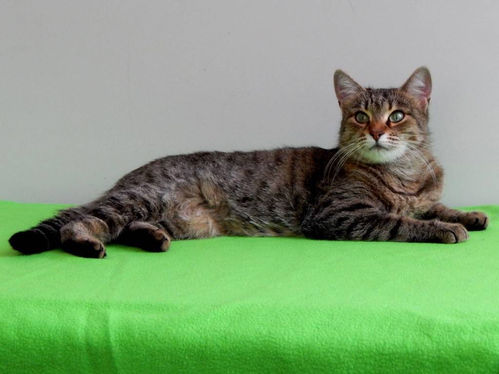 Канаани (ханаани): фото кошки, описание породы, стандарты, характеристики, корм и уход