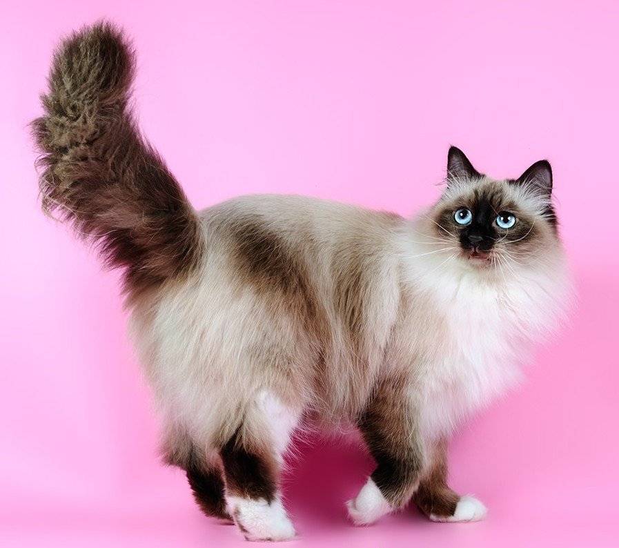 Как выглядит пушистая сиамская кошка, фото, характер и уход