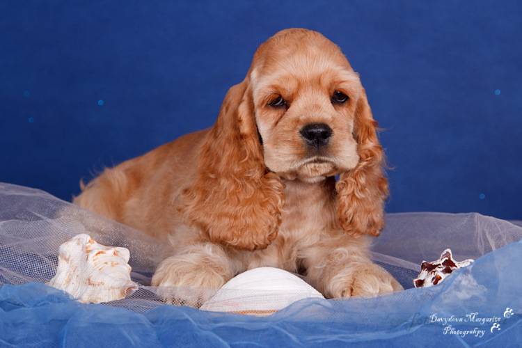 Карликовый кокер-спаниель: как выглядит мини питомец на фото и как правильно ухаживать за маленькой собакой