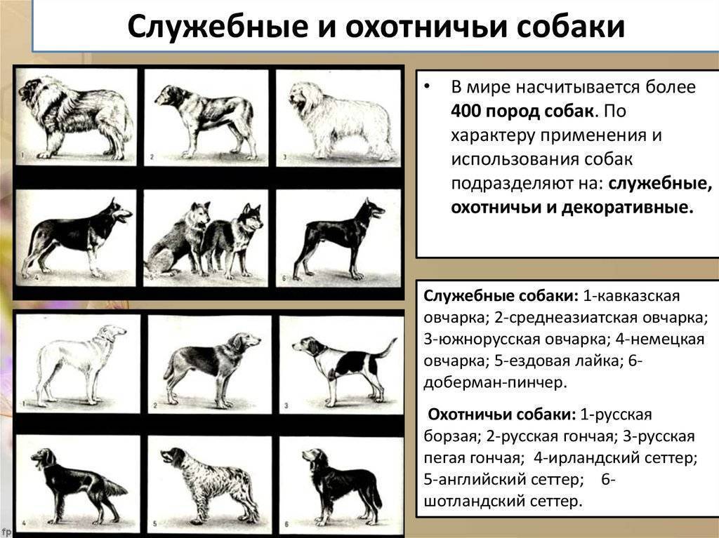 Гончие породы собак: описание, классификация, в чем преимущества,