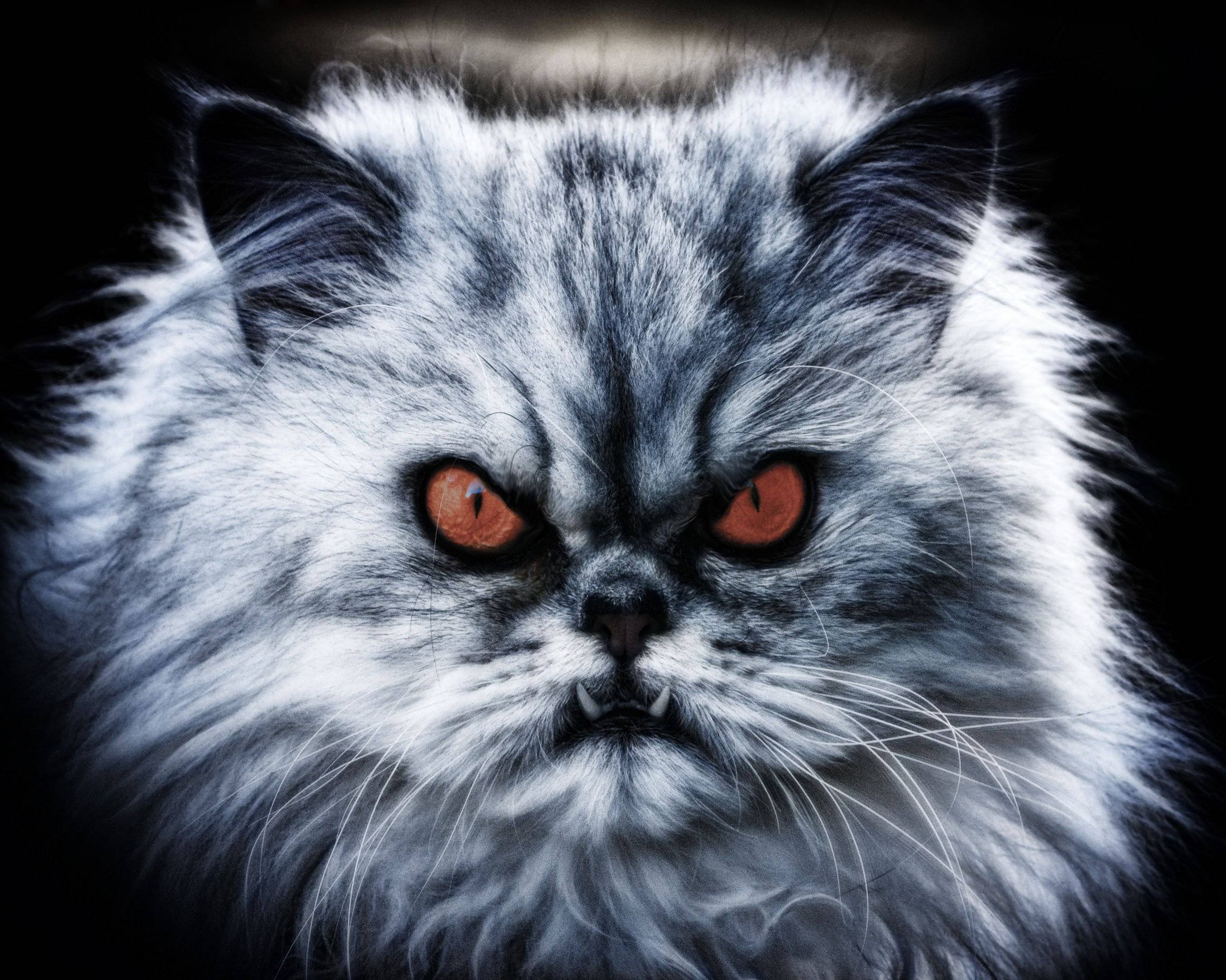 10 самых злых кошек- кошачьи злюки, которые испортят вам жизнь +фото и видео