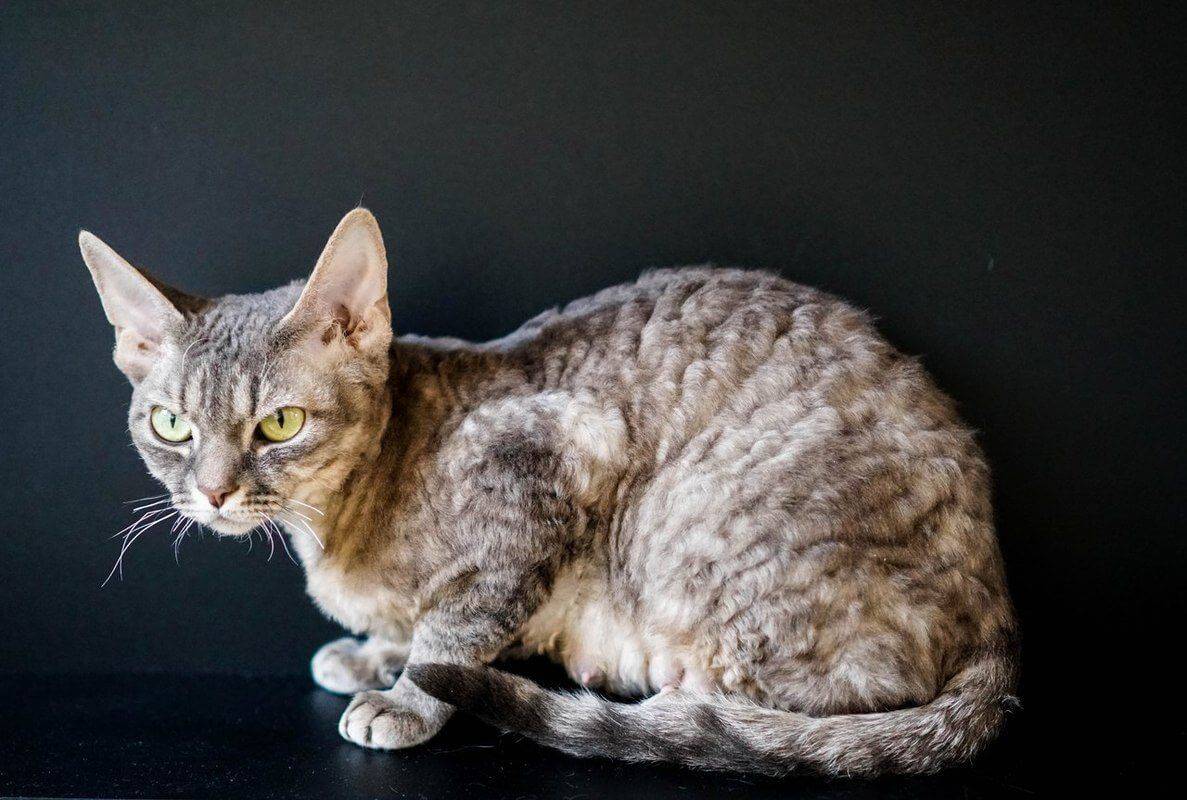 8 пород кудрявых кошек: самые популярные породы и их особенности