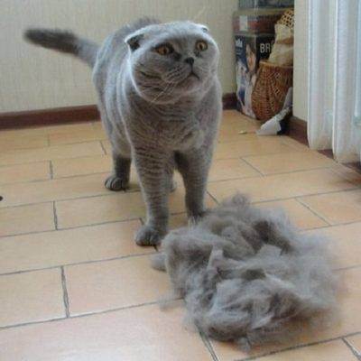 Почему у шотландской кошки сильно лезет шерсть?