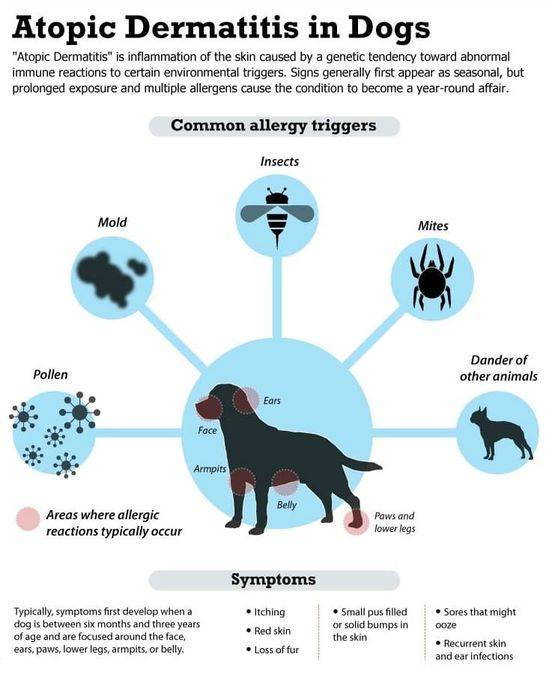 Атопия у собак: фото, что это такое, симптомы и лечение заболевания