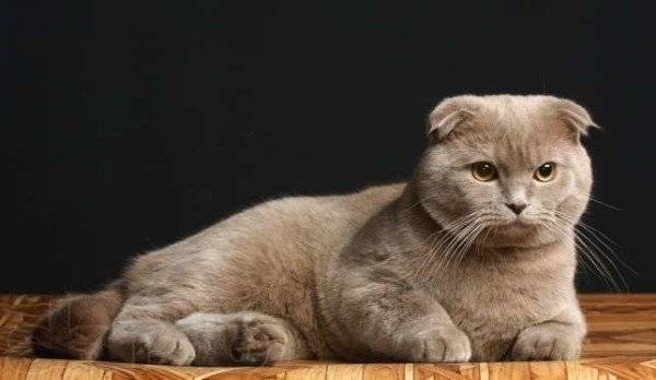 Рацион питания шотландского вислоухого котенка в домашних условиях
