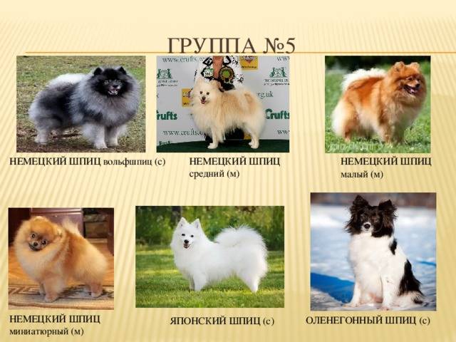 История породы акита ину. -питоминк - lekdeiri