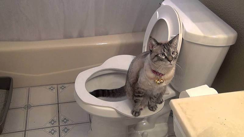 Как котенка приучить к туалету в квартире: правила обучения и советы с видео