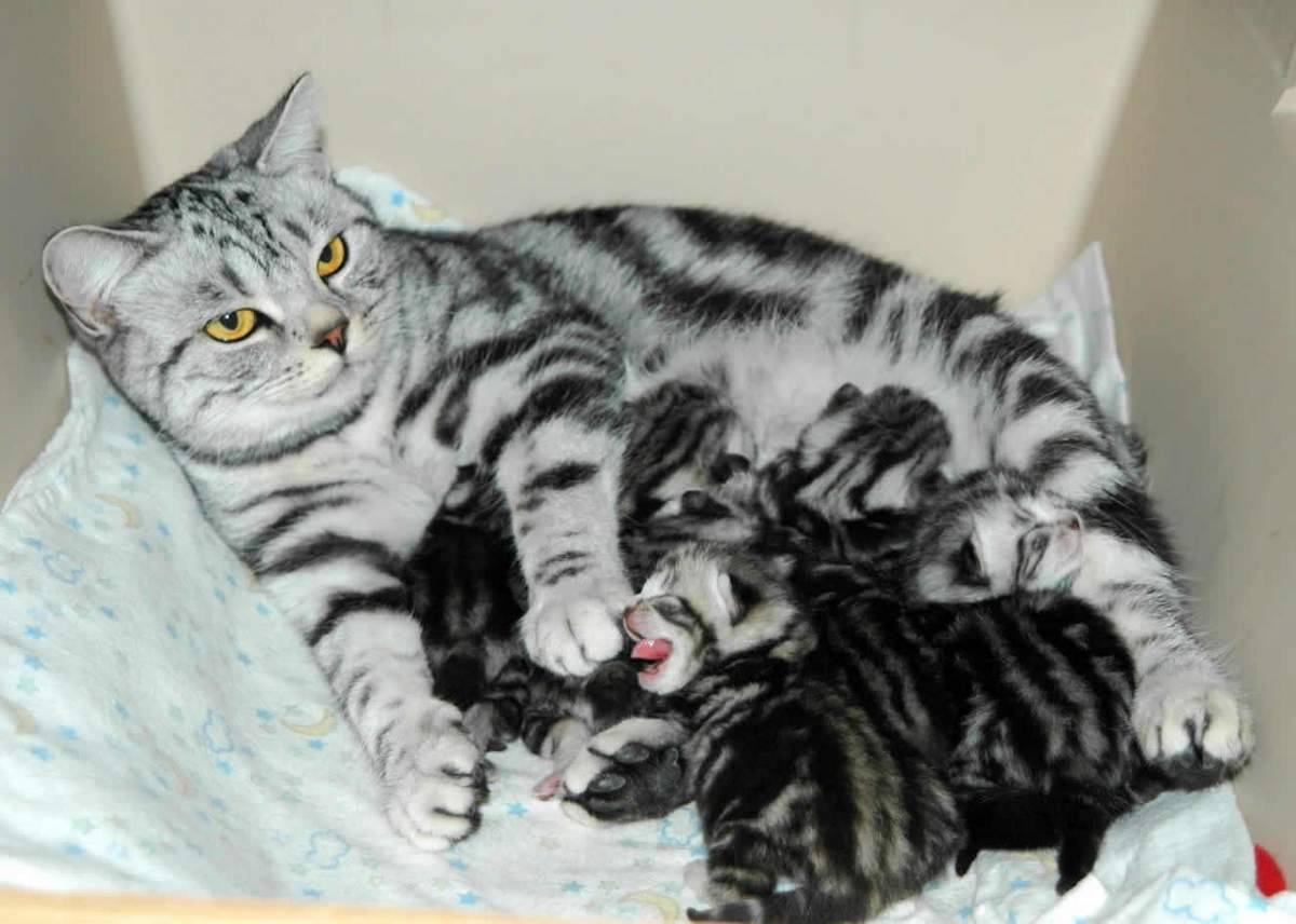 Как рождаются котята у кошек: длительность родового процесса и его описание