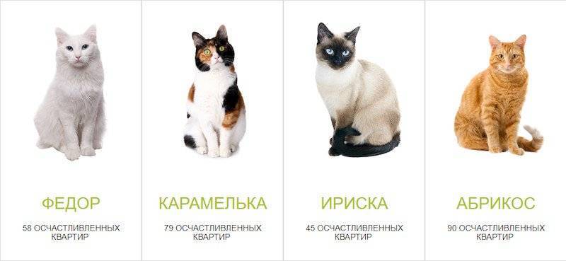 Кого лучше завести: кота или кошку - особенности поведения, характера и отзывы владельцев :: syl.ru