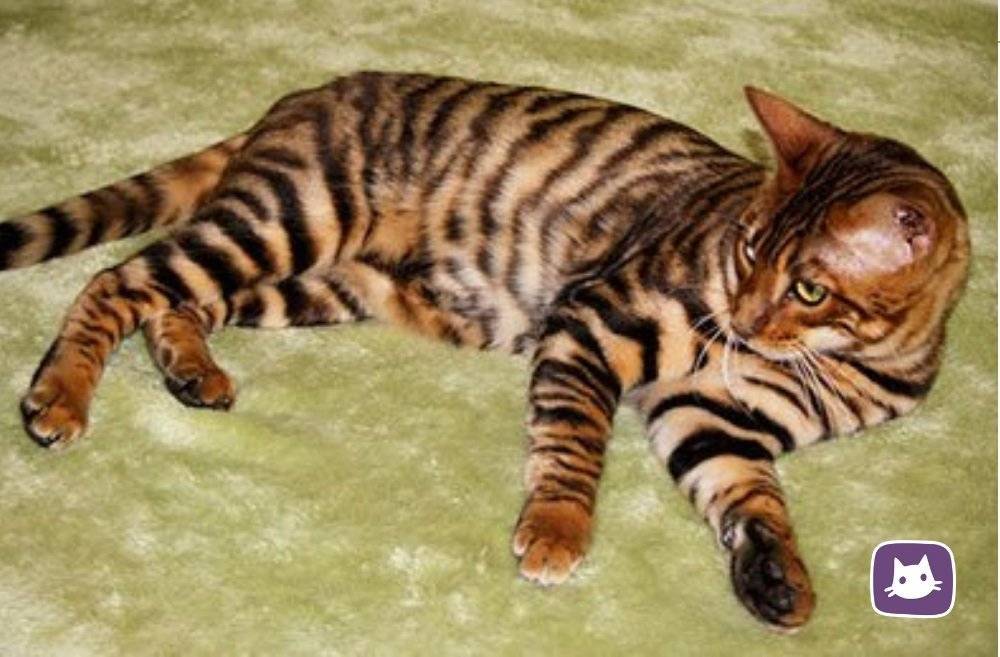Кошки, похожие на тигра: дикие представители семейства кошачьих и породы домашних питомцев тигрового окраса