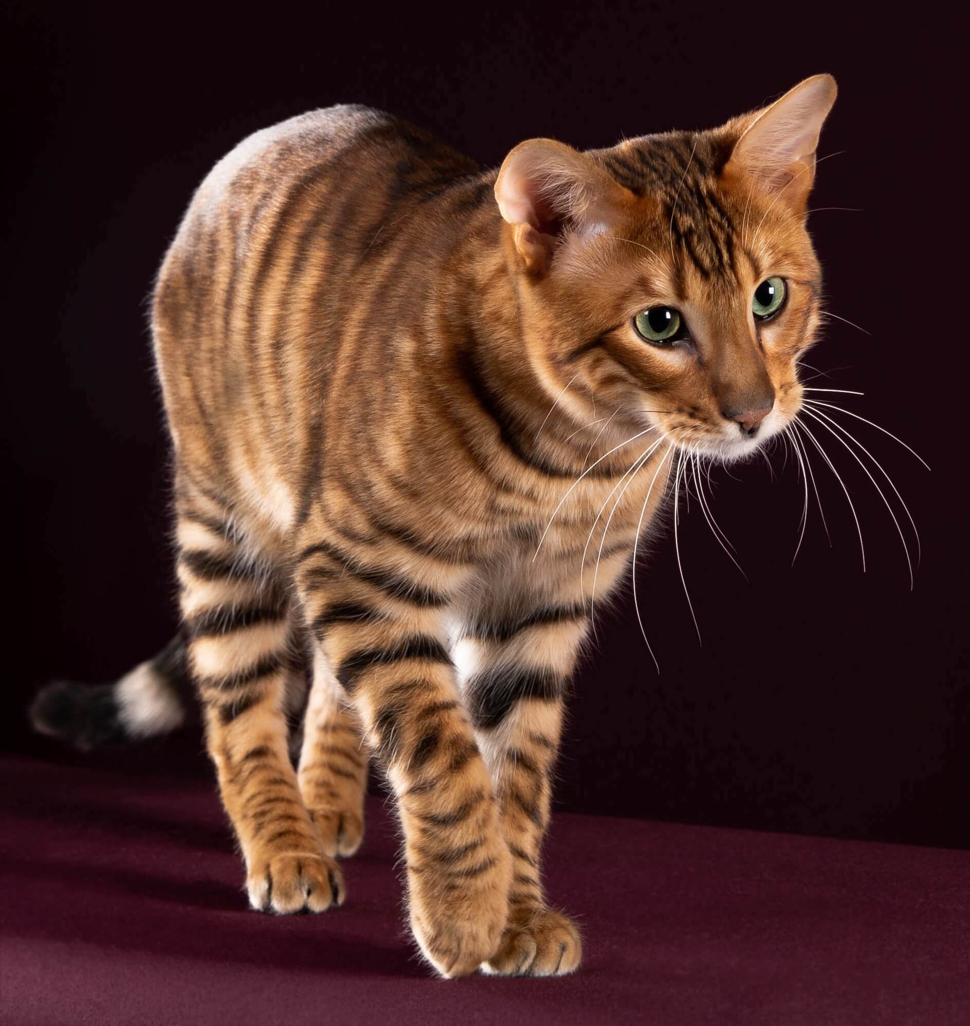 Тойгер – домашний тигр в миниатюре