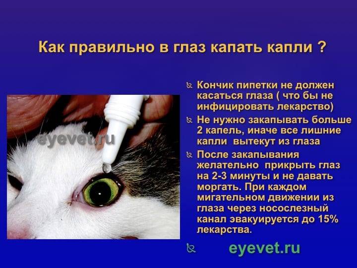 Как закапать капли в глаза коту