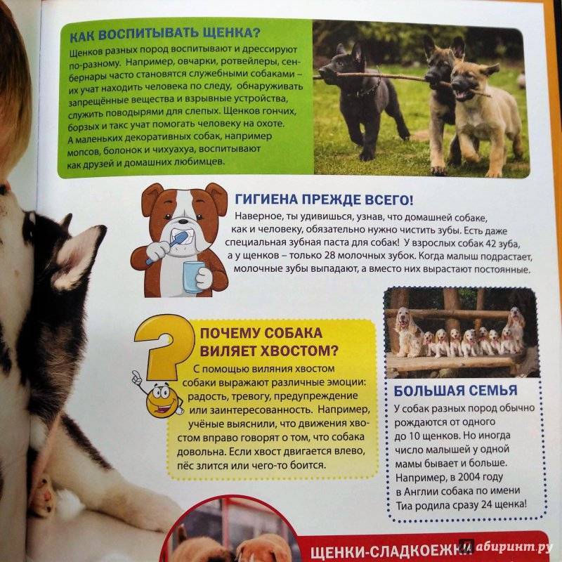 Французский бульдог и дети: особенности породы и отношение к малышам, воспитание собаки в семье, а также что надо купить, прежде чем заводить питомца?