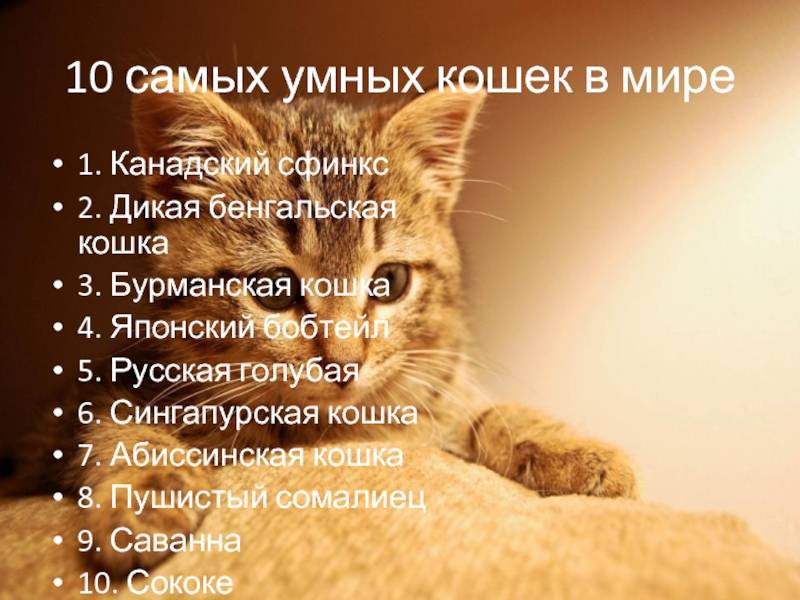 Топ-10 самых умных пород кошек в мире: описание и фото представителей
