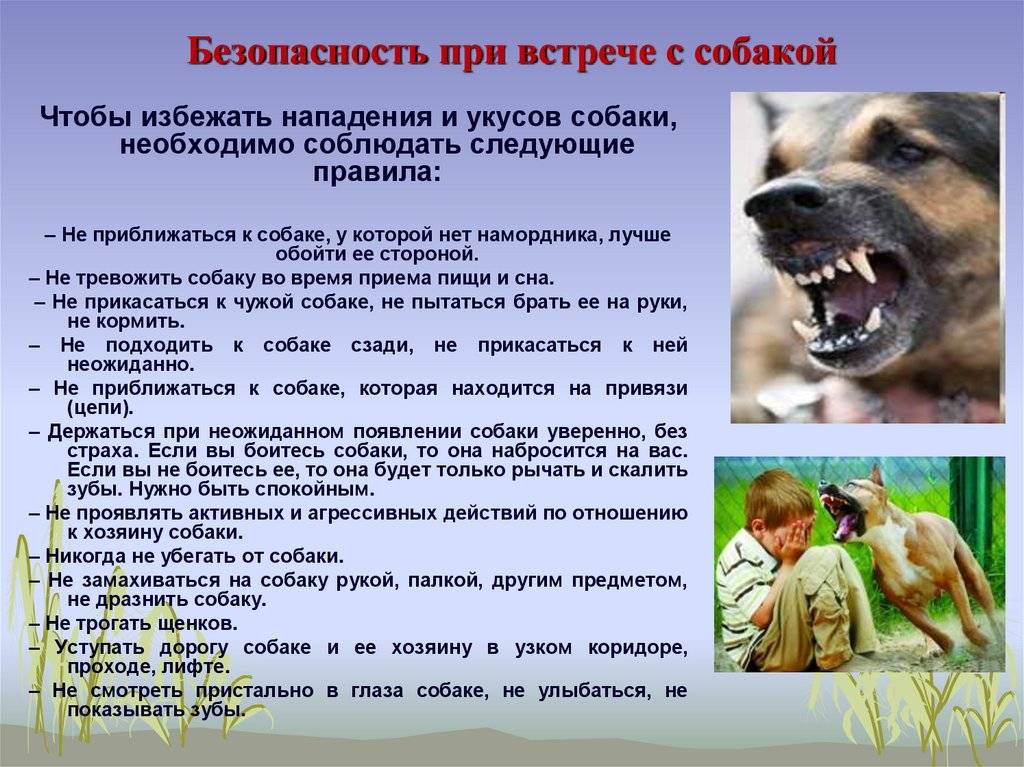Почему собака воет: причины и народные приметы, как отучить скулить и плакать пса на цепи, во дворе, по ночам на луну, дома при хозяевах, под музыку, во сне, днем?