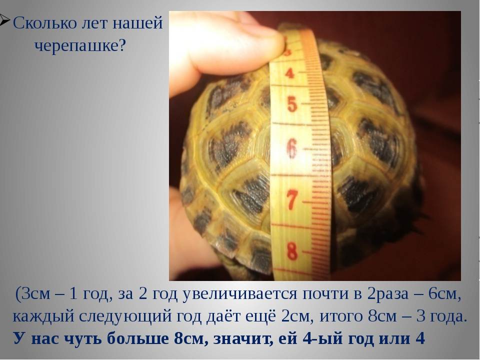 Красноухие черепахи — как определить возраст и пол правильно?