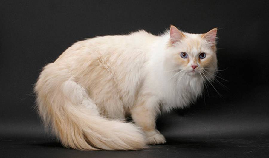 Рагамаффин: описание породы кошек и характера, уход, фото