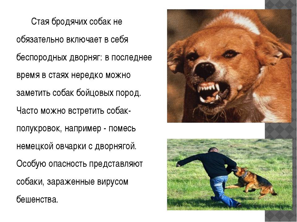 Собака выгрызает или вычесывает шерсть: причины и первая помощь | dogkind.ru