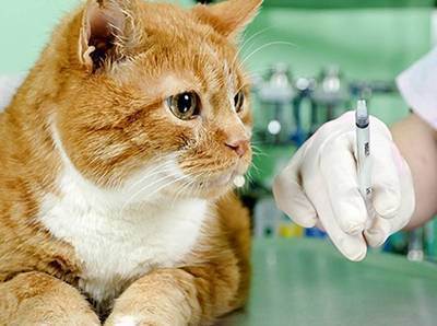 Прививки котенку - запись пользователя andary (weiss5445) в сообществе домашние животные в категории кошки. болезни, прививки, советы по уходу - babyblog.ru