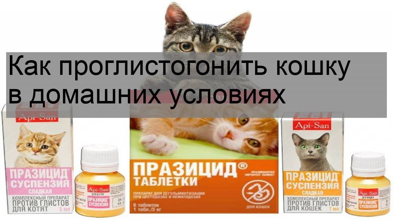 Глисты у кормящей кошки: что делать и чем лечить | звери дома