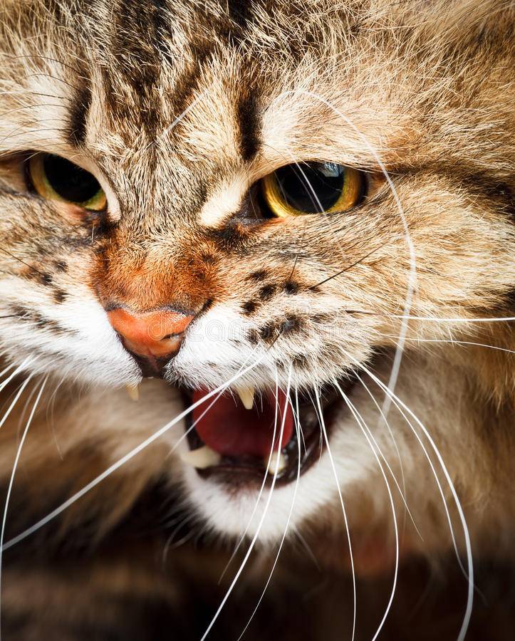 Кот рычит и шипит - причины и лечение