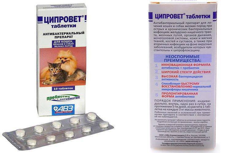 Антибиотики для кошек: виды, применение, дозировка