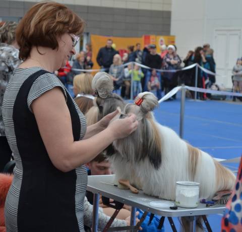 Титулы собак на выставках и правила их присвоения
