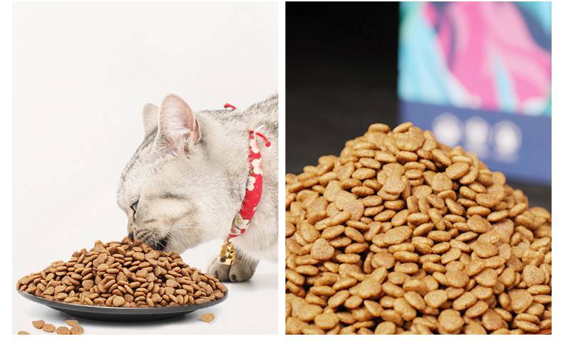 Сухой корм для кошек и котов: вред или польза?