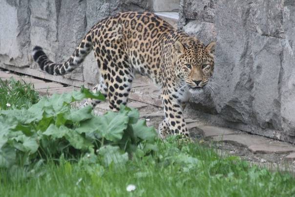 Леопард: 120 фото и видео описание жизни в дикой природе кошки из красной книги