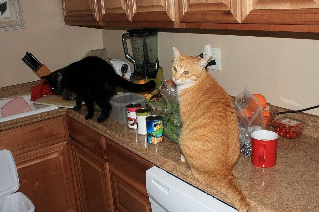 Украсть со стола. Кошка на кухне. Кот на кухонном столе. Котик на кухне. Кошки хозяйничают на кухне.