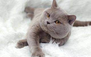 Описание породы, характер и повадки британской кошки, питание