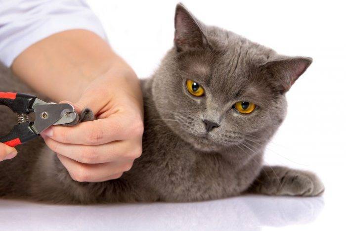 Как правильно подстричь когти кошке в домашних условиях – пошаговая инструкция
