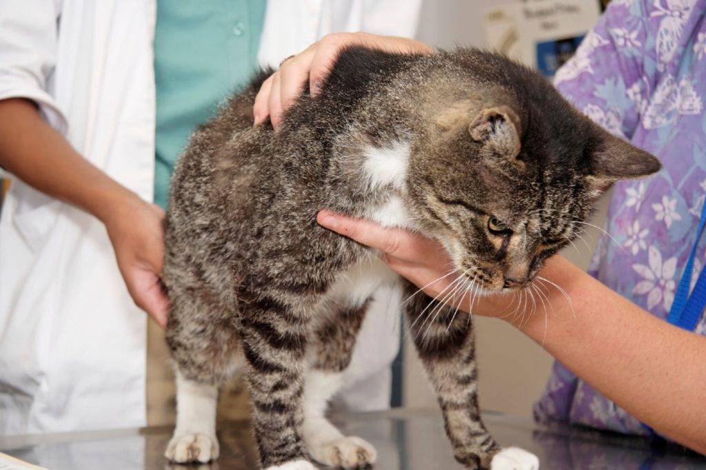 Воспаление лимфоузлов у кошки: первые признаки, формы заболевания, первая помощь, лечение, препараты, меры профилактики,